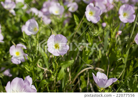 月見草桐 22077556