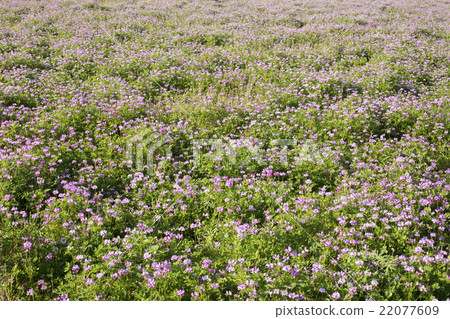 Renge garden 22077609