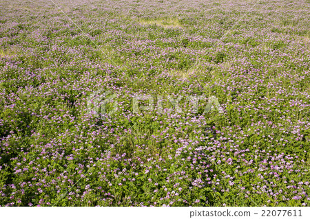 Renge garden 22077611