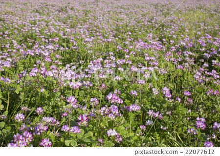 Renge花園 22077612