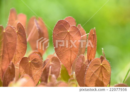 Freshwater leek 22077936