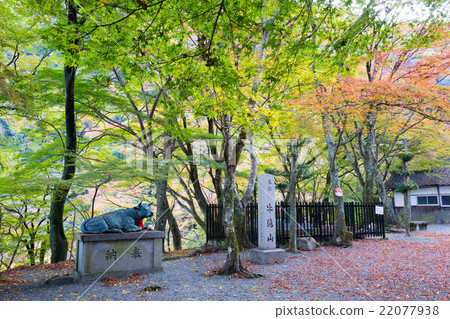 Autumn leaves in Maizukuji Temple 22077938