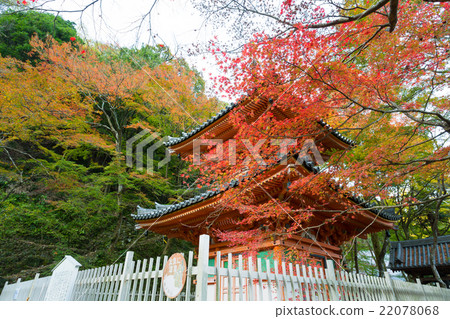 Daitokuji寶塔秋葉 Daitokuji寶塔秋葉 22078068