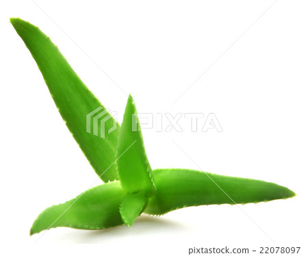aloe vera plant 22078097