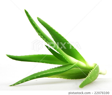 aloe vera plant 22078100