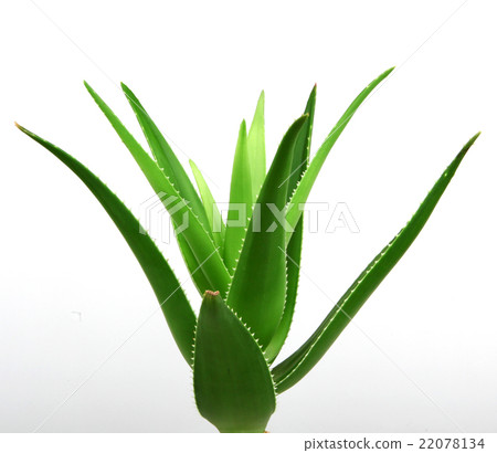 Aloe vera plant isolated on white 22078134
