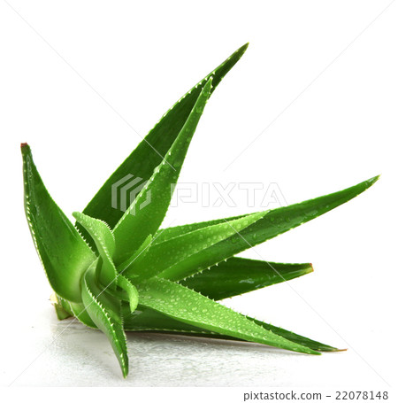 Aloe vera plant isolated on white 22078148