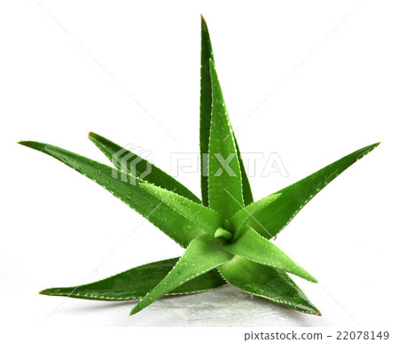 Aloe vera plant isolated on white 22078149
