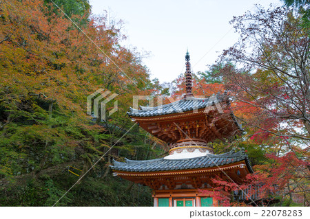 Autumn leaves of Daitokuji Treasure Tower 22078283