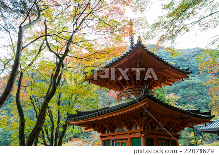 Autumn leaves of Daitokuji Treasure Tower 22078679