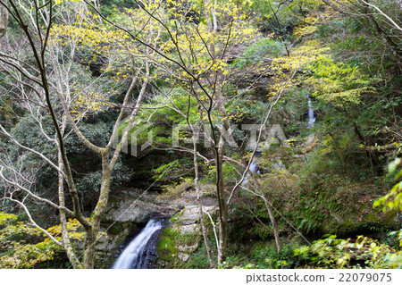 Cow Takiyama Ninomi Falls and Three Falls 22079075