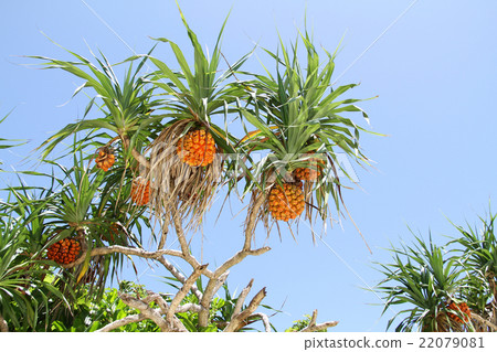 Adan of tropical country 22079081