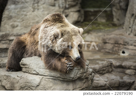 Grizzly Grizzly 22079190