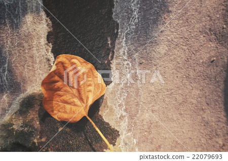 Dried leaves 22079693