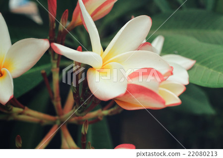 White frangipani flower on tree 22080213