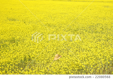Rapeseed field 22080568