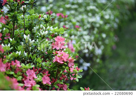 Azalea Azalea 22080690