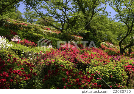 Azalea Azalea 22080730