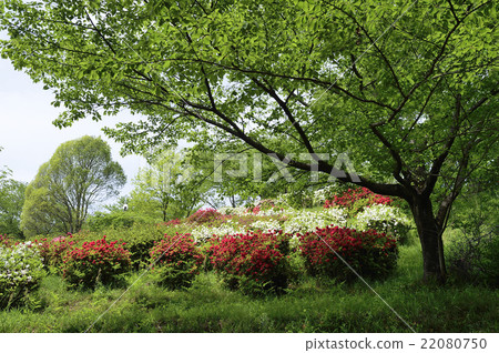 Azalea Azalea 22080750