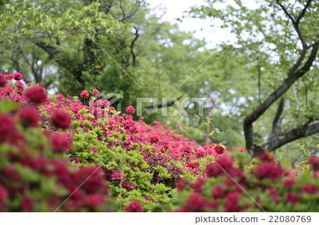 Azalea Azalea 22080769