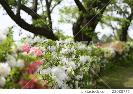 Azalea Azalea 22080775