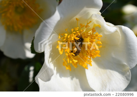 日本蜜蜂和白玫瑰花(美白圖像+蜜蜂的力量)玫瑰玫瑰玫瑰蜜蜂美容 日本蜜蜂和白玫瑰花(美白圖像+蜜蜂的力量)玫瑰玫瑰玫瑰蜜蜂美容 22080996