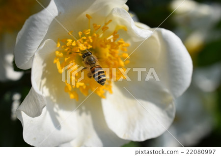 日本蜜蜂和白玫瑰花(美白圖像+蜜蜂的力量)玫瑰玫瑰玫瑰蜜蜂蜜蜂 日本蜜蜂和白玫瑰花(美白圖像+蜜蜂的力量)玫瑰玫瑰玫瑰蜜蜂蜜蜂 22080997