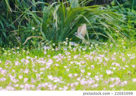 飛行在晚櫻草花的鳥 22081099