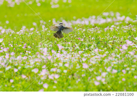 飛行在晚櫻草花的鳥 22081100