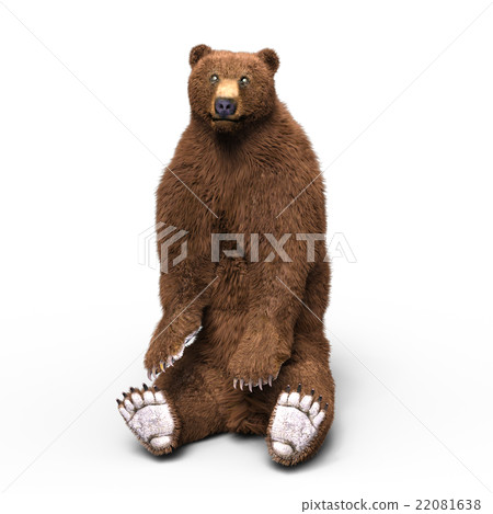 bear bear 22081638