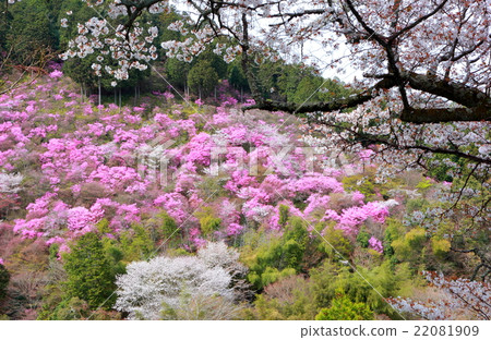 Mountain Azalea 22081909