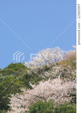 Mountains and cherry blossoms and blue sky (Kyushu - Kumamoto Prefecture) Mountains and cherry blossoms and blue sky (Kyushu - Kumamoto Prefecture) 22082007