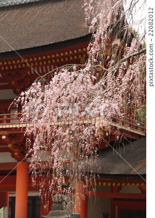 Kidusa Shrine的蕨類植物 Kidusa Shrine的蕨類植物 22082012