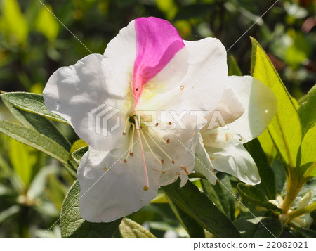 White azalea with pink mesh White azalea with pink mesh 22082021