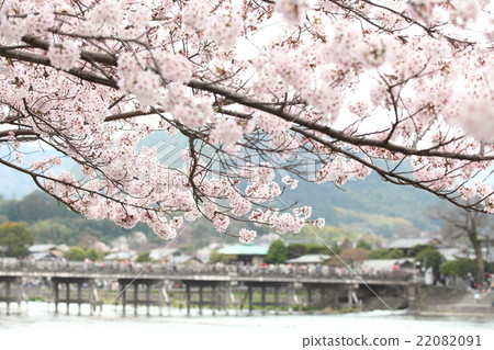 櫻花在京都嵐山 22082091