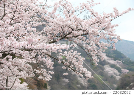櫻花在京都嵐山 櫻花在京都嵐山 22082092