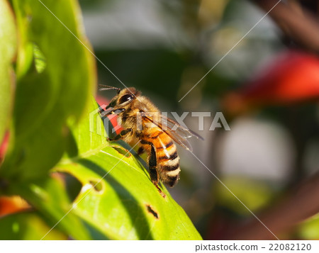 一隻蜜蜂 22082120