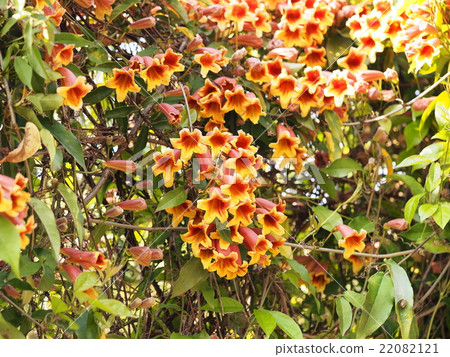 Tsurigane Kazura 22082121