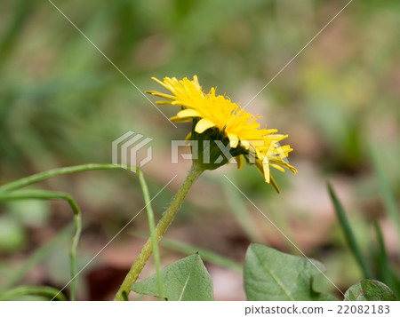 日本蒲公英 22082183