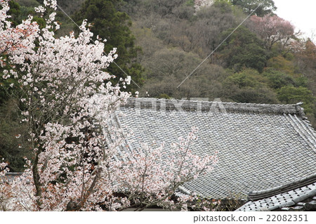 Horinji的櫻花 22082351