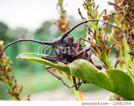 Beetle on branches of a tree Beetle on branches of a tree 22082359