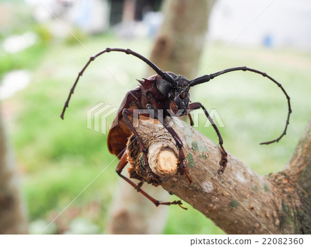 Beetle on branches of a tree Beetle on branches of a tree 22082360