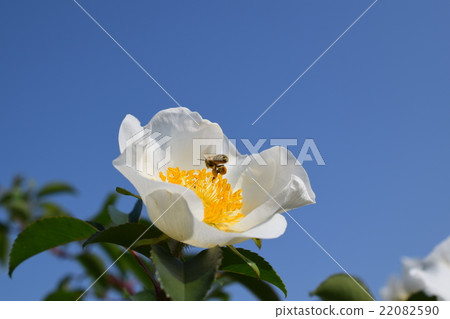 Japanese honey bee and white rose flower (whitening image + bee's power) roses rose rose bees honey bee 22082590