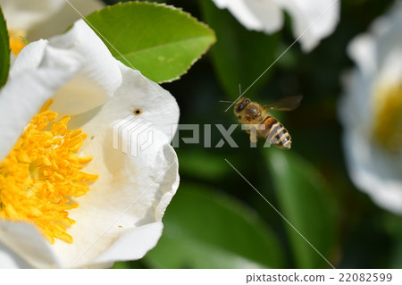 Japanese honey bee and white rose flower (whitening image + honey bee's power) rose rose rose honey bee beauty Japanese honey bee and white rose flower (whitening image + honey bee's power) rose rose rose honey bee beauty 22082599
