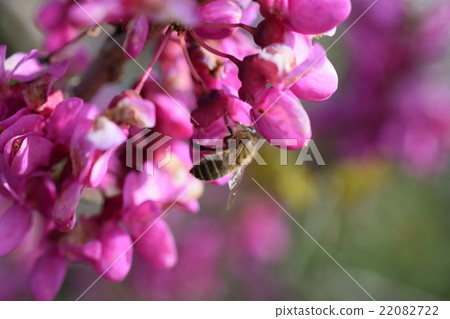 Flower of Japanese bee and Hana-zu 22082722