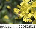 Rape blossoms and bees 22082912