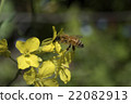 Rape blossoms and bees 22082913