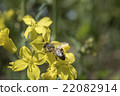 Rape blossoms and bees 22082914