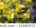 Rape blossoms and bees 22082915