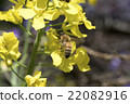 Rape blossoms and bees 22082916